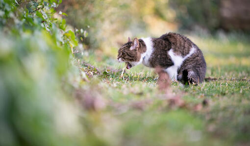 Cat vomiting hotsell dry food